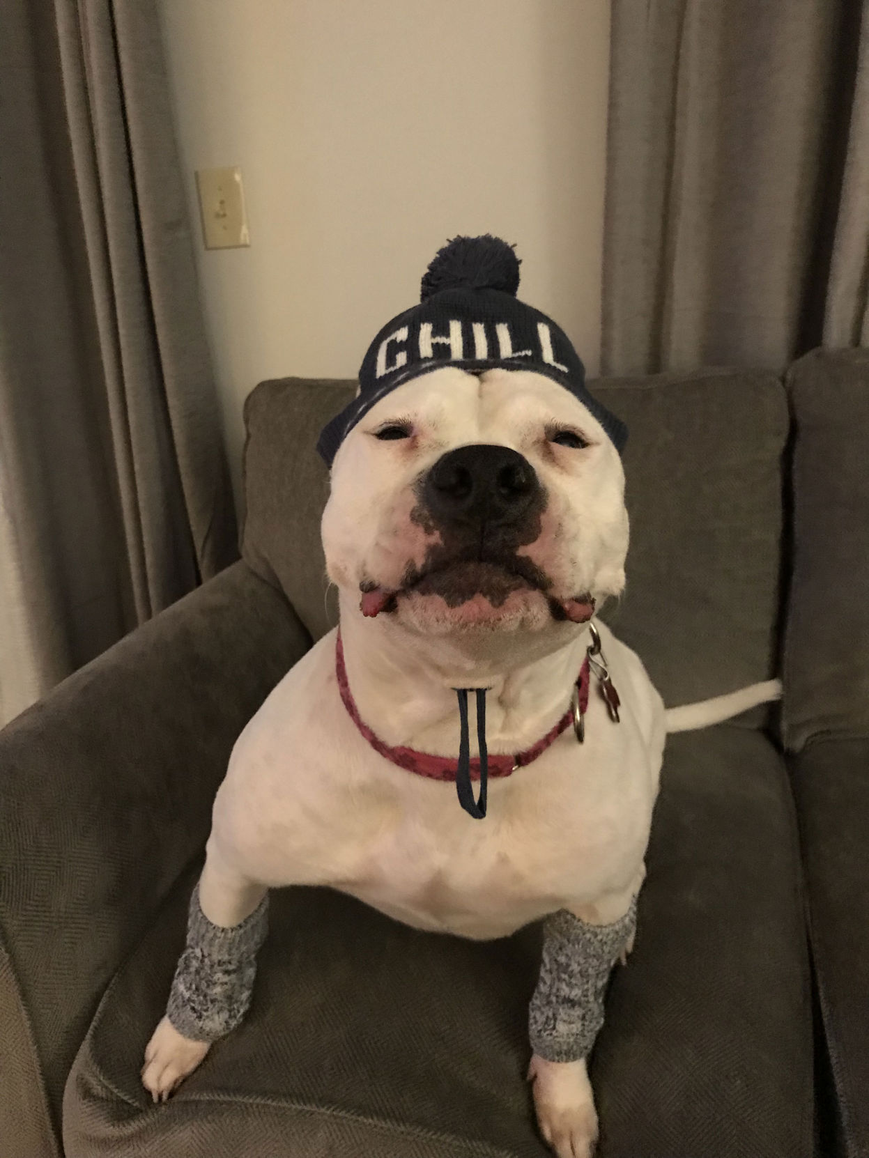 The Times Cutest Pets of Winter 2018